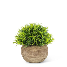  Grass Plant Low Pot